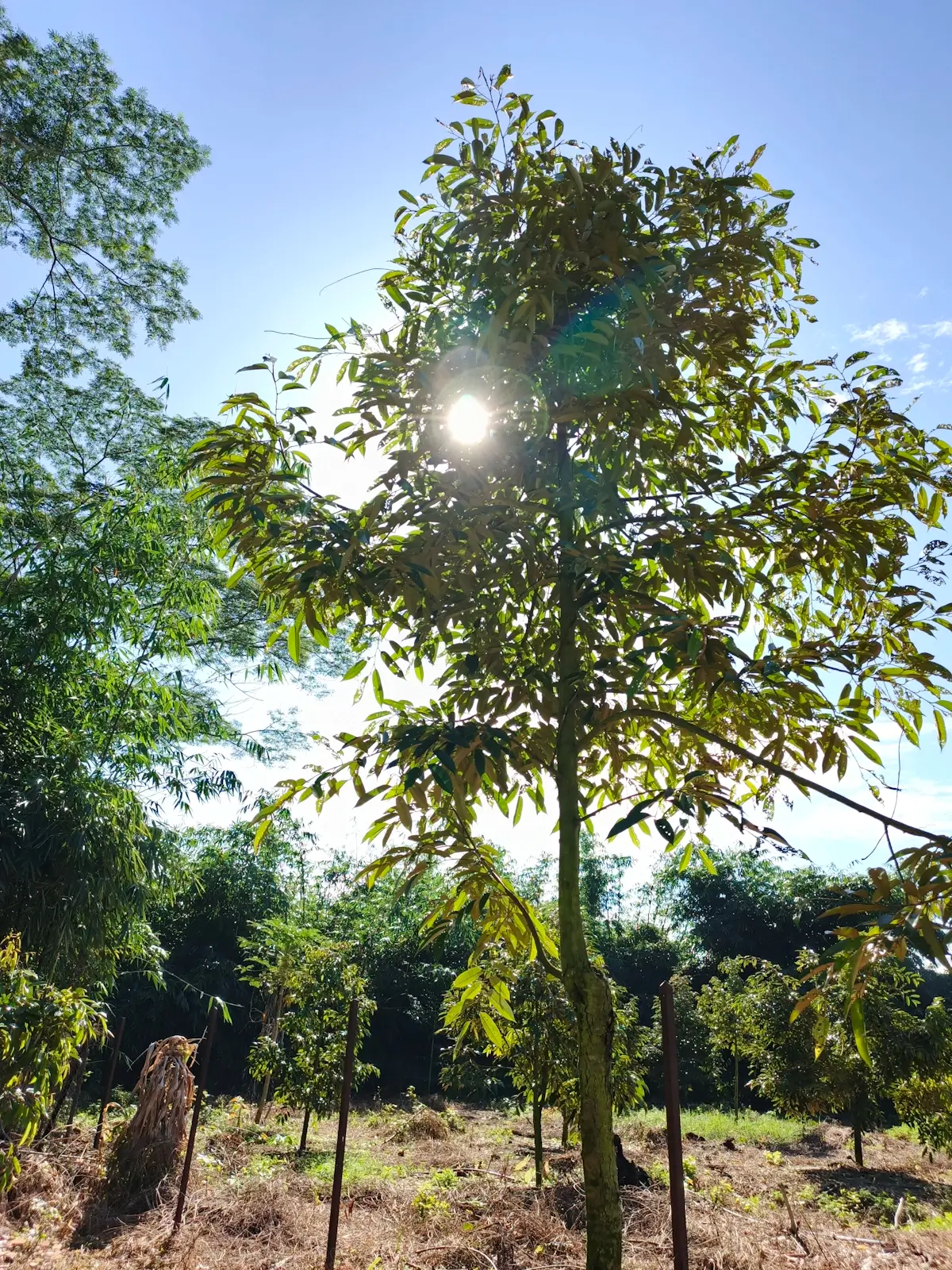 durian trees in the sun